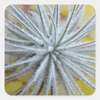 Tillandsia tectorum square sticker