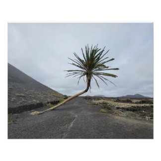 Tilted palm tree, Lanzarote Poster