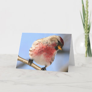 Tilting Redpoll Greeting Card