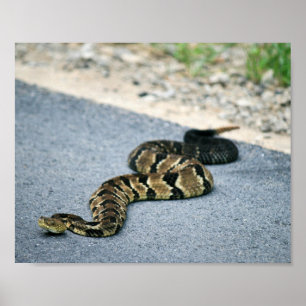 Timber Rattlesnake Poster