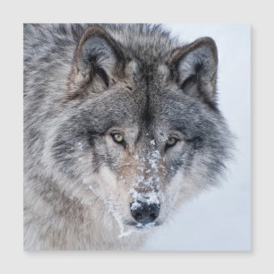 Timber Wolf