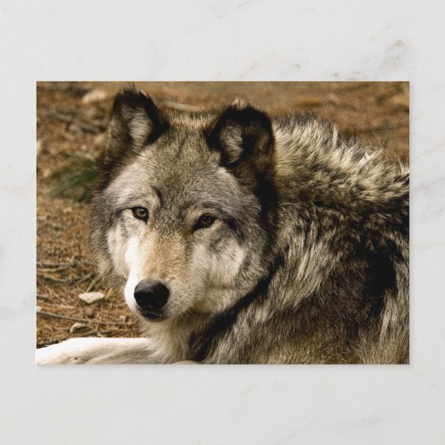 Timber Wolf 1630 Postcard (Front)