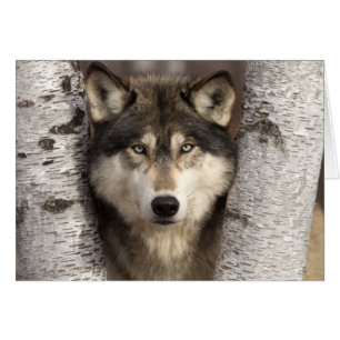 Timber wolf by Jim Zuckerman