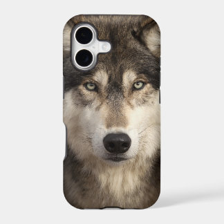 Timber wolf by Jim Zuckerman