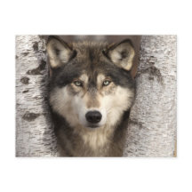 Timber wolf by Jim Zuckerman
