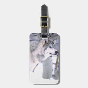 Timber Wolf, Canis lupus, Movie Animal Utah) Luggage Tag