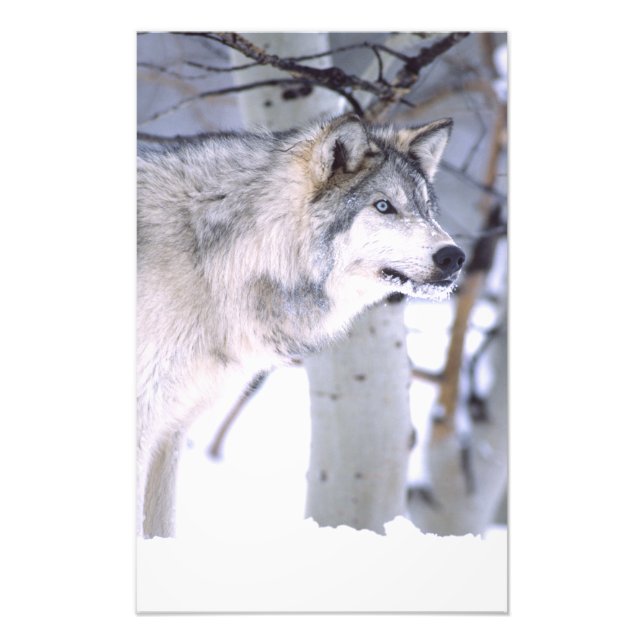 Timber Wolf, Canis lupus, Movie Animal Utah) Photo Print (Front)