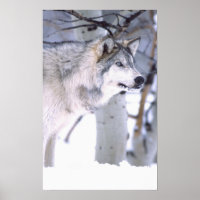 Timber Wolf, Canis lupus, Movie Animal Utah)