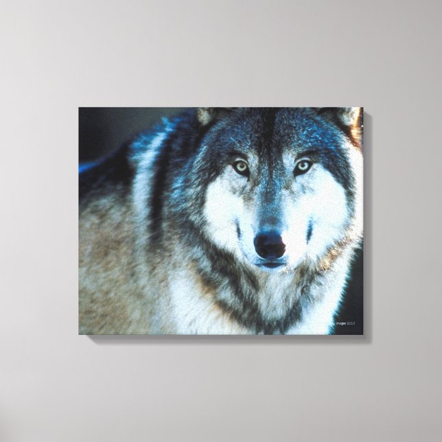 Timber wolf canvas print (Front)