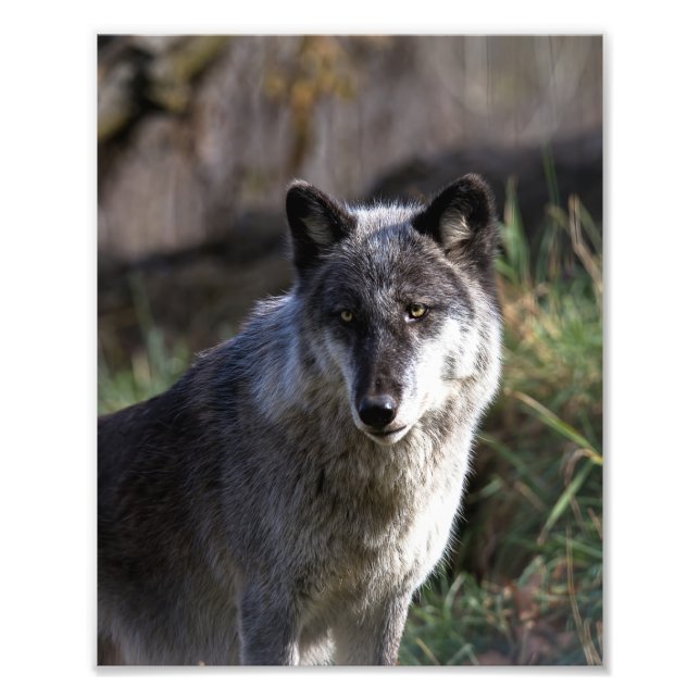 Timber Wolf - Close Up Photo Print (Front)