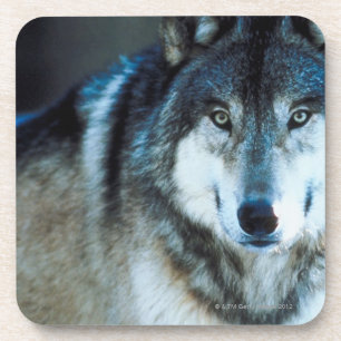 Timber wolf coaster