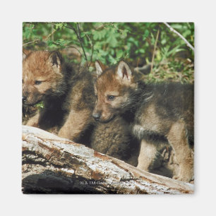 Timber wolf cubs magnet