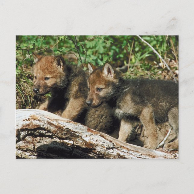 Timber wolf cubs postcard (Front)