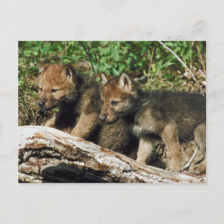 Timber wolf cubs postcard