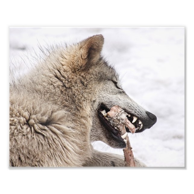 Timber Wolf Eating his Meal Photo Print (Front)