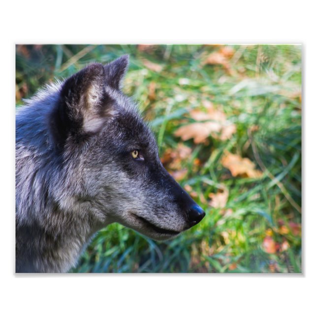 Timber Wolf Face Photo Print (Front)