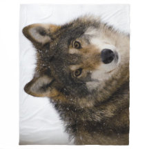 TIMBER WOLF