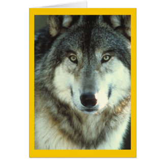 Timber Wolf from Junglewalk.com