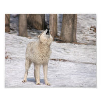 Timber Wolf Howling Photography Print