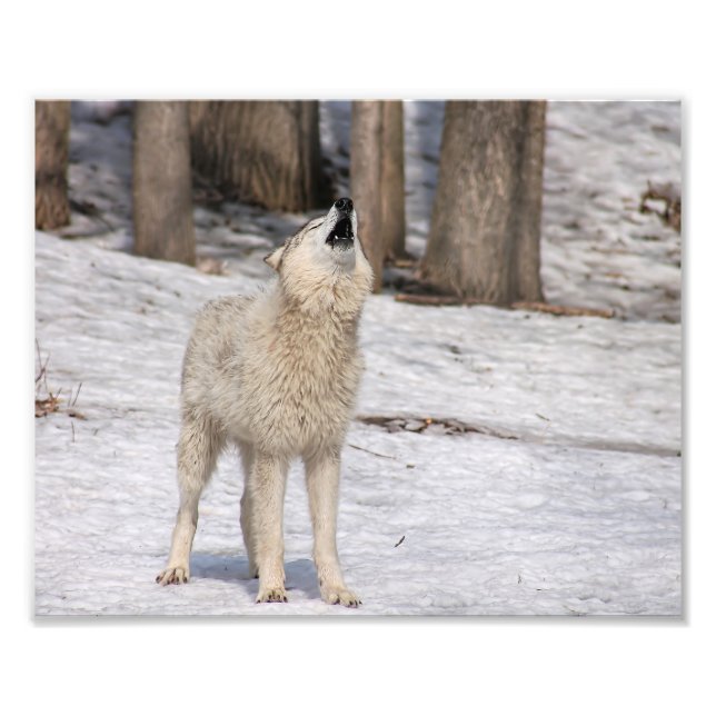 Timber Wolf Howling Photography Print (Front)