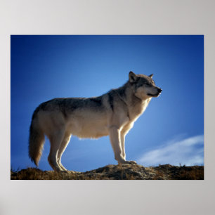 Timber Wolf in Montana - Big Sky Country Poster