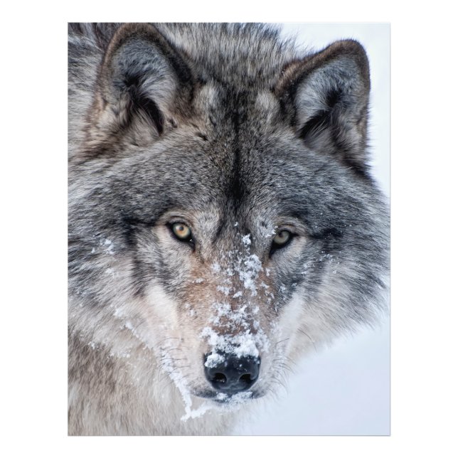 Timber Wolf  Photo Print (Front)