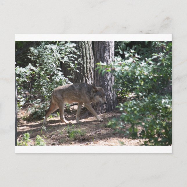 Timber Wolf Postcard (Front)