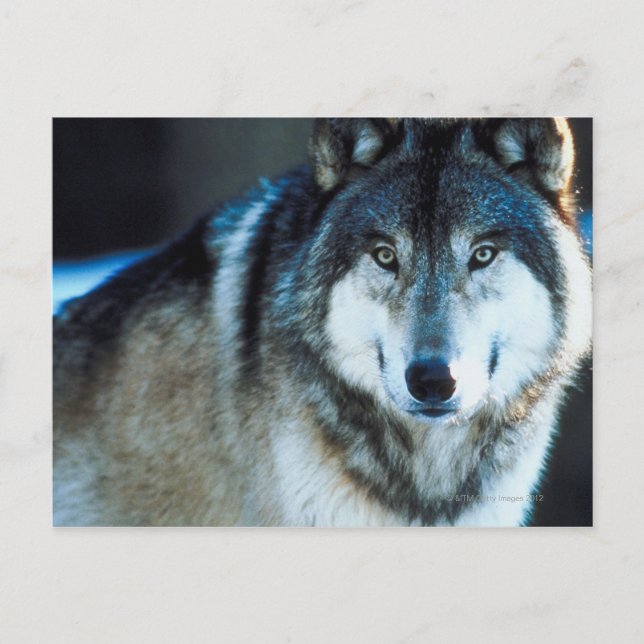 Timber wolf postcard (Front)