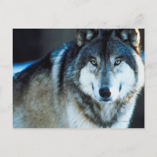 Timber wolf postcard