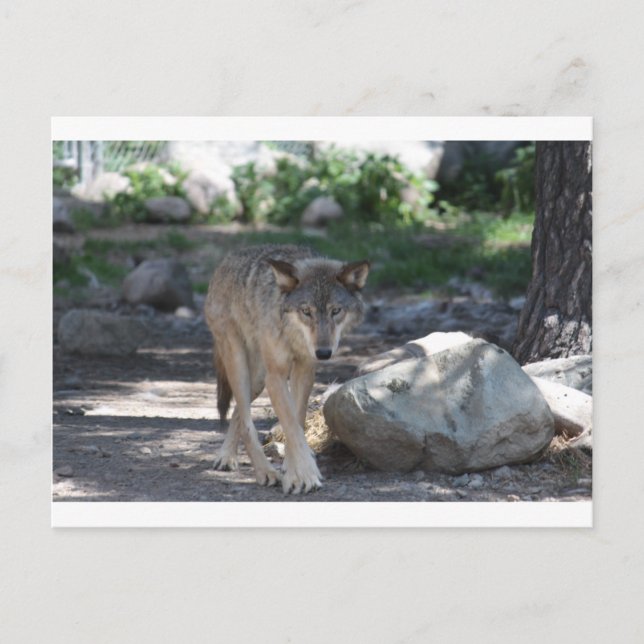 Timber Wolf Postcard (Front)