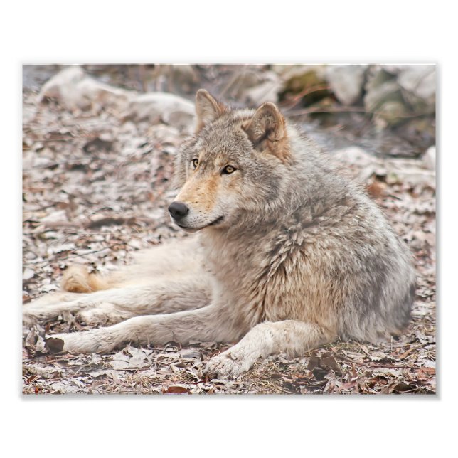 Timber Wolf Resting Photography Print (Front)