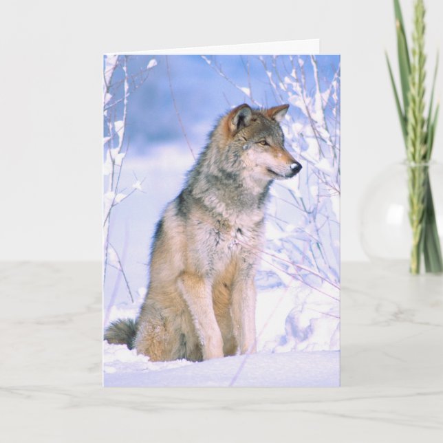 Timber Wolf Sitting in Snow Holiday Card (Front)