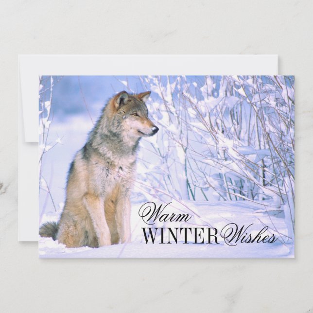 Timber Wolf Sitting in Snow Holiday Card (Front)