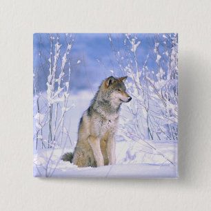 Timber Wolf sitting in the Snow, Canis lupus, 15 Cm Square Badge