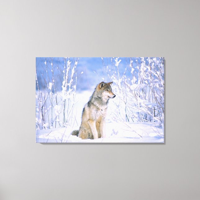 Timber Wolf sitting in the Snow, Canis lupus, Canvas Print (Front)