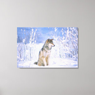 Timber Wolf sitting in the Snow, Canis lupus, Canvas Print