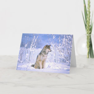 Timber Wolf sitting in the Snow, Canis lupus, Card