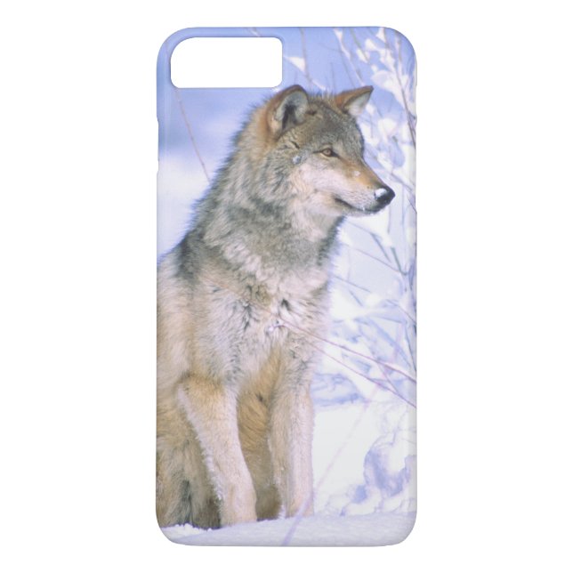 Timber Wolf sitting in the Snow, Canis lupus, Case-Mate iPhone Case (Back)