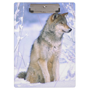 Timber Wolf sitting in the Snow, Canis lupus, Clipboard