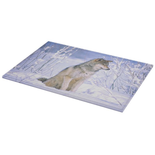Timber Wolf sitting in the Snow, Canis lupus, Cutting Board (Corner)