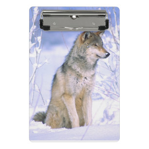 Timber Wolf sitting in the Snow, Canis lupus Mini Clipboard