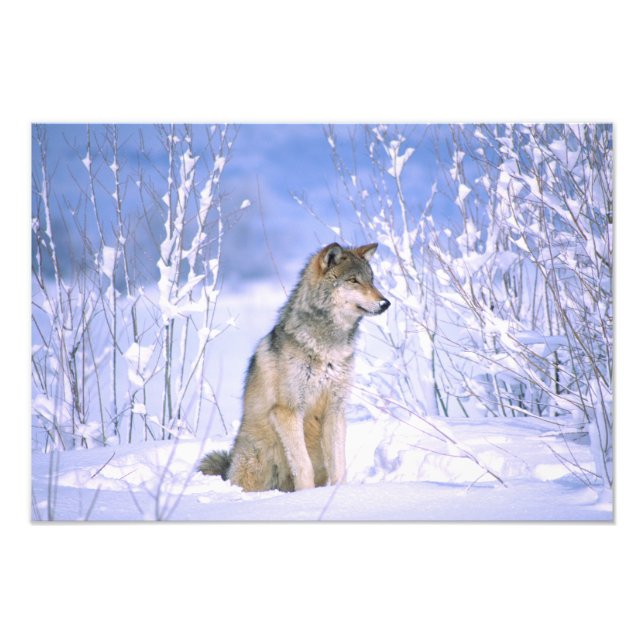 Timber Wolf sitting in the Snow, Canis lupus, Photo Print (Front)