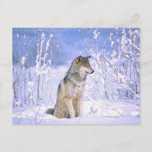 Timber Wolf sitting in the Snow, Canis lupus, Postcard