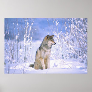 Timber Wolf sitting in the Snow, Canis lupus, Poster