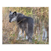 Timber Wolf Standing by Water