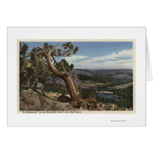 Timberline on the Mammoth Crest