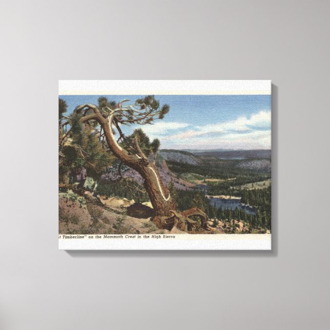 Timberline on the Mammoth Crest Canvas Print (Front)
