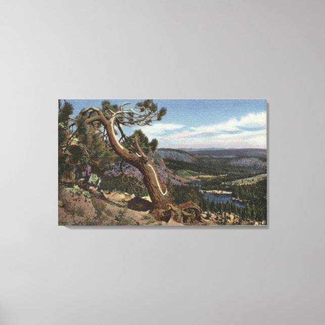 Timberline on the Mammoth Crest Canvas Print (Front)