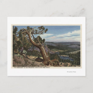 Timberline on the Mammoth Crest Postcard