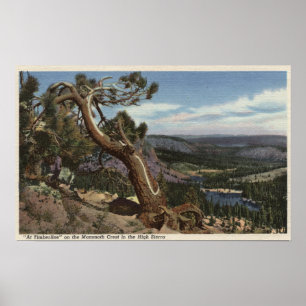 Timberline on the Mammoth Crest Poster